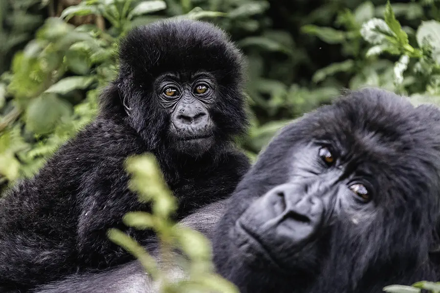 Gorilla Safaris