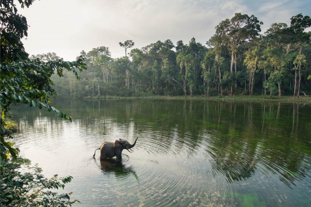 The Congo Rainforests